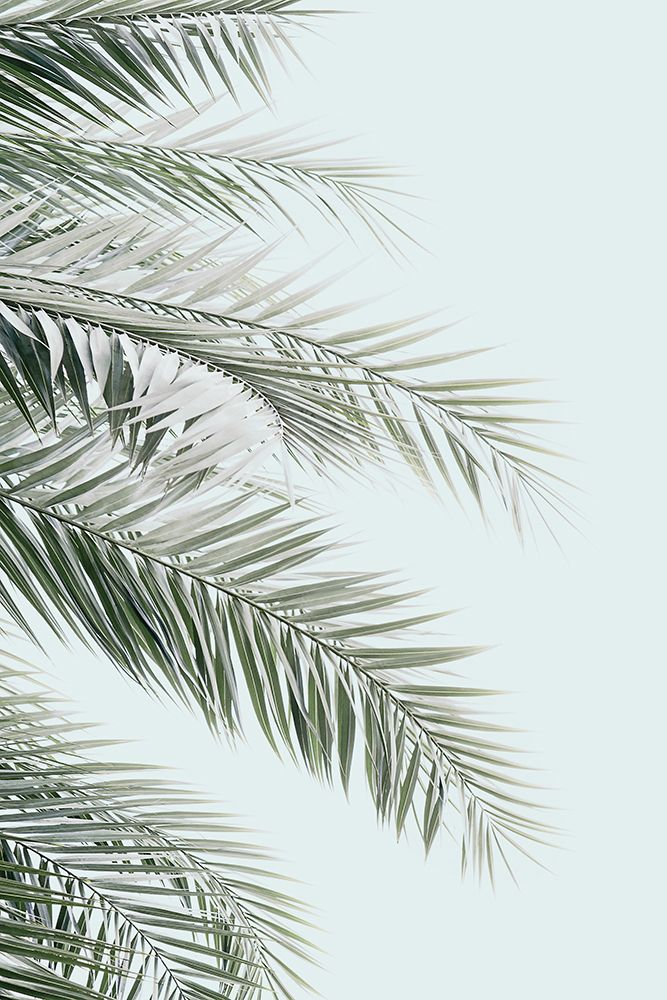 Blue Palms art print by Kathrin Pienaar for $57.95 CAD