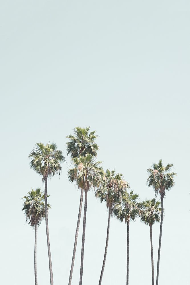 Blue Palm Trees art print by Kathrin Pienaar for $57.95 CAD
