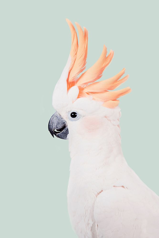 Cockatoo art print by Kathrin Pienaar for $57.95 CAD