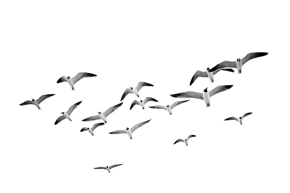 Flying Birds art print by Kathrin Pienaar for $57.95 CAD