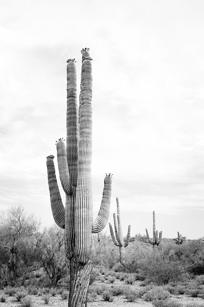 Saguaro BaW art print by Kathrin Pienaar for $57.95 CAD