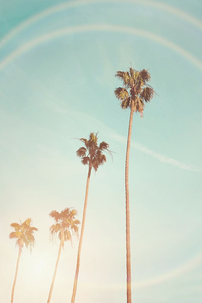 Sunny Cali Palm Tree art print by Kathrin Pienaar for $57.95 CAD