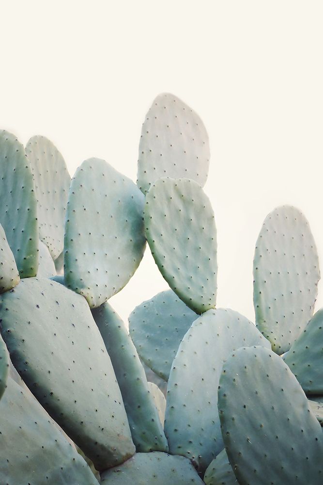 Pastel Cacti art print by Kathrin Pienaar for $57.95 CAD