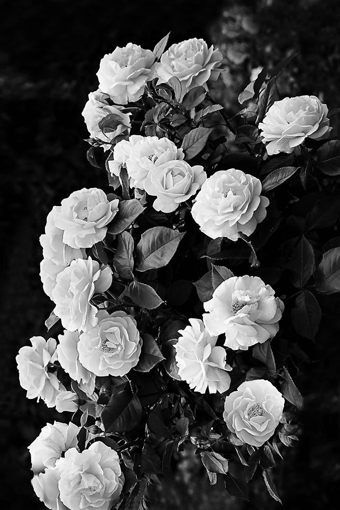 Rose Bush art print by Kathrin Pienaar for $57.95 CAD