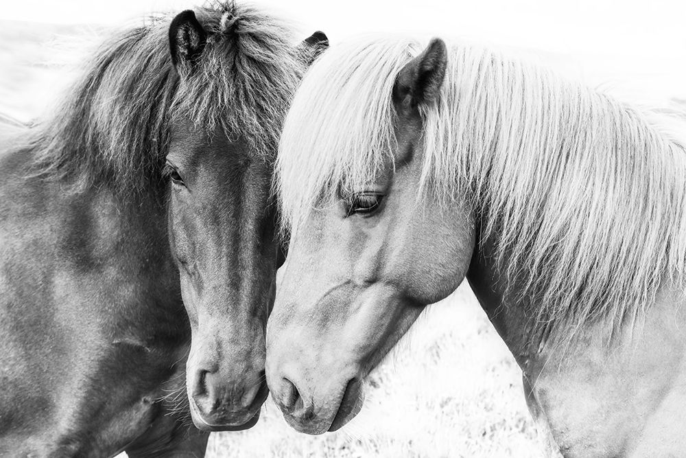 Horse Love art print by Kathrin Pienaar for $57.95 CAD