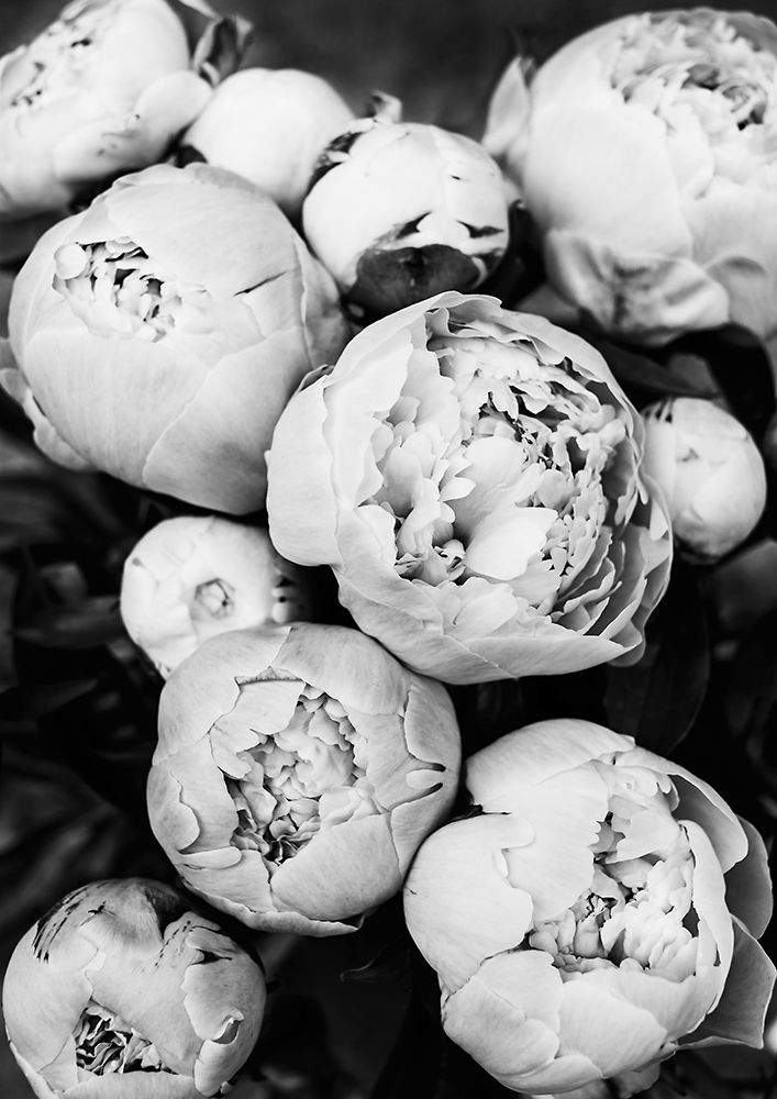 Peonies art print by Kathrin Pienaar for $57.95 CAD