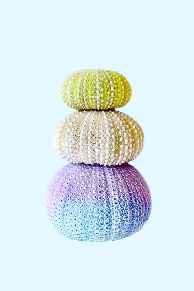 Sea Urchins art print by Kathrin Pienaar for $57.95 CAD