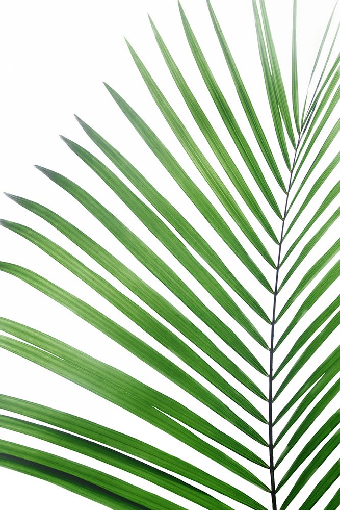 Green Palm Leaf art print by Kathrin Pienaar for $57.95 CAD