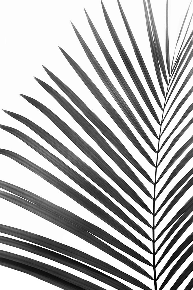 BW Palm Leaf art print by Kathrin Pienaar for $57.95 CAD