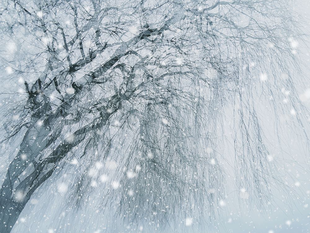 Winter Tree art print by Jasmine for $57.95 CAD