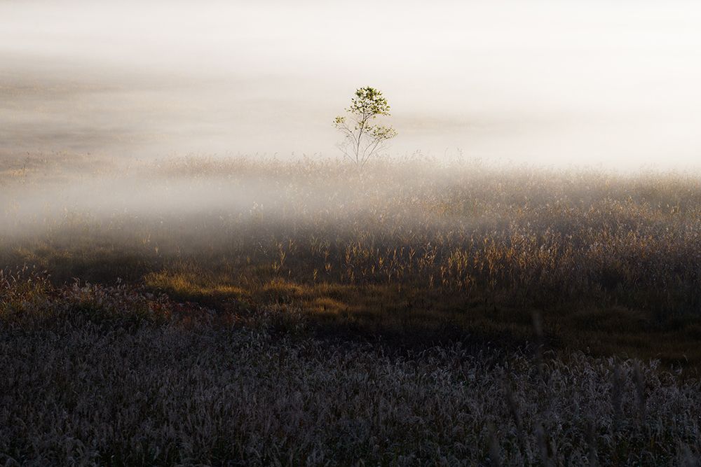 Solitary Tree In Mist art print by Masahide Tsuchiya for $57.95 CAD