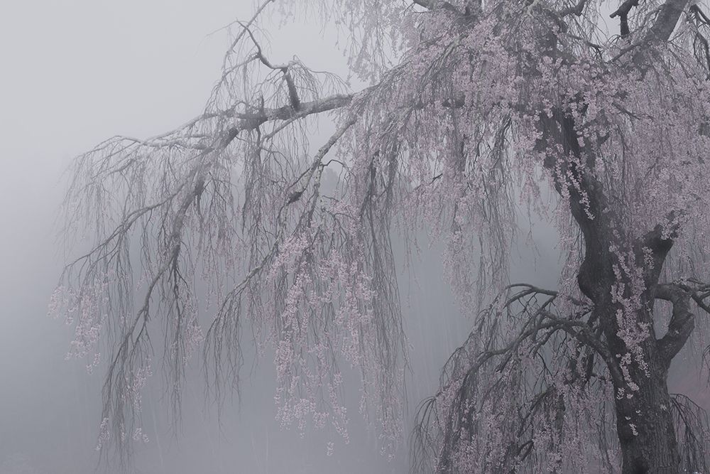 Ethereal Cherry Tree art print by Masahide Tsuchiya for $57.95 CAD