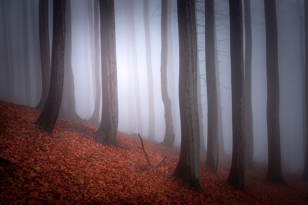 Autumn Mood art print by Tom Pavlasek for $57.95 CAD