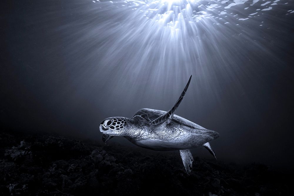 The Deep art print by Serge Melesan for $57.95 CAD