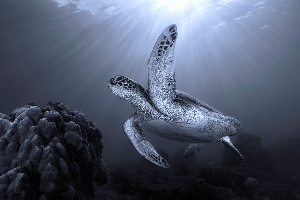 On The Reef art print by Serge Melesan for $57.95 CAD