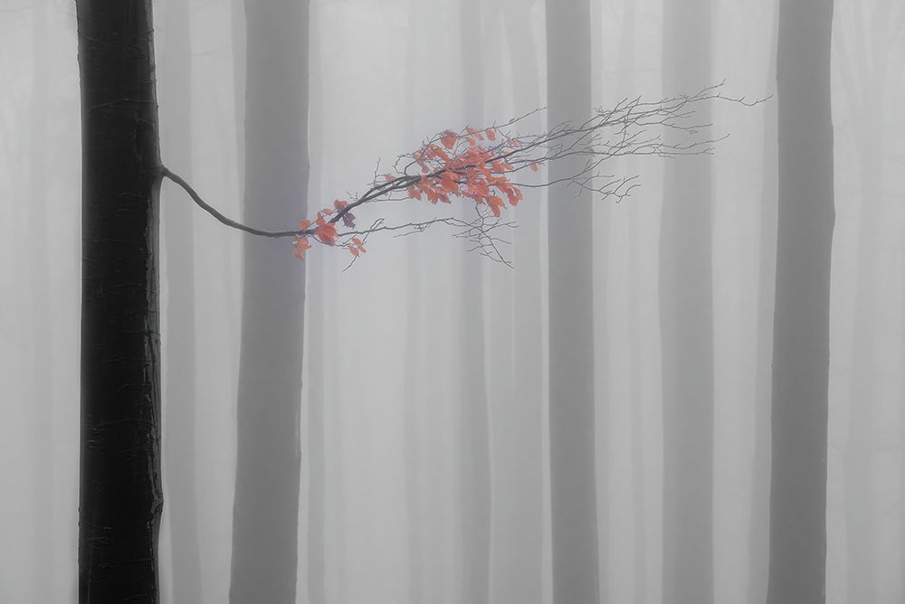 Autumn Branch art print by Tom Pavlasek for $57.95 CAD