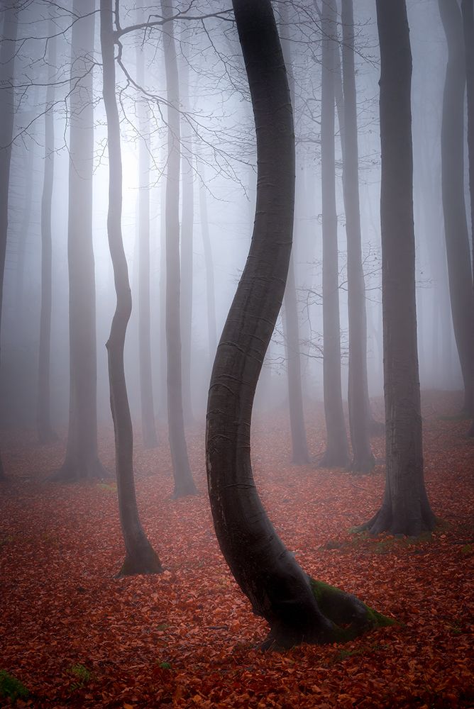 Foggy Autumn art print by Tom Pavlasek for $57.95 CAD