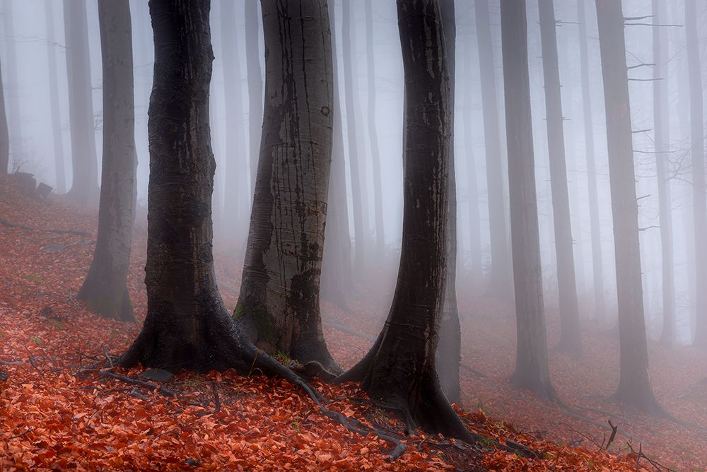 In The Misty Forest art print by Tom Pavlasek for $57.95 CAD