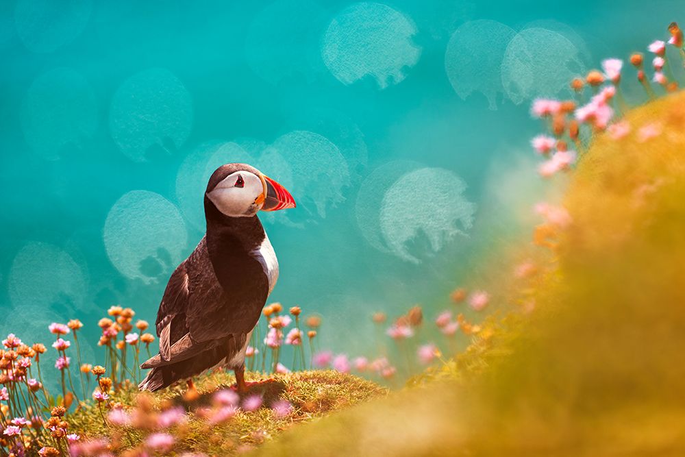 Atlantic Puffin (Fratercula Arctica) art print by Peter Krocka for $57.95 CAD