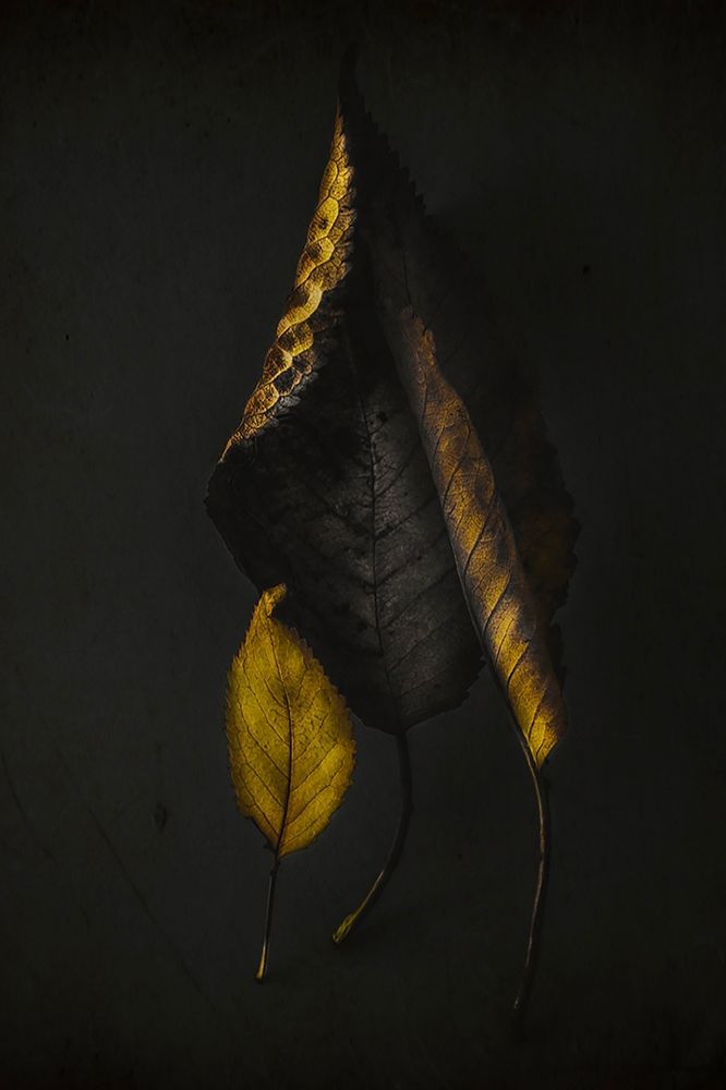 Autumn Leaves art print by Ingrida Urbonaviciene for $57.95 CAD