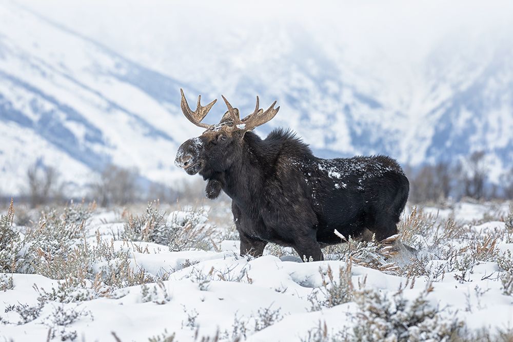 Moose 2 by Max Wang