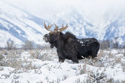 Moose 2 by Max Wang
