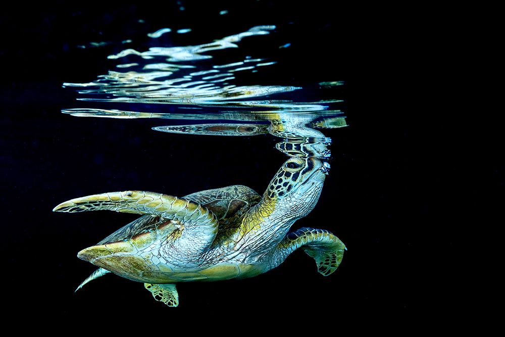 Surface art print by Serge Melesan for $57.95 CAD