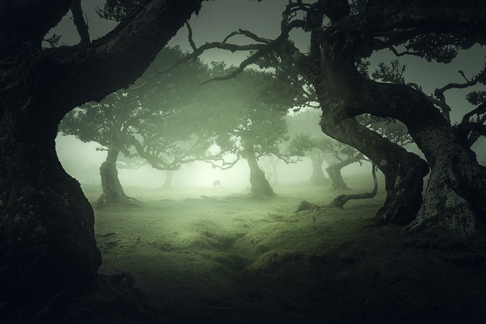 Hidden Secret art print by Jan Palla for $57.95 CAD