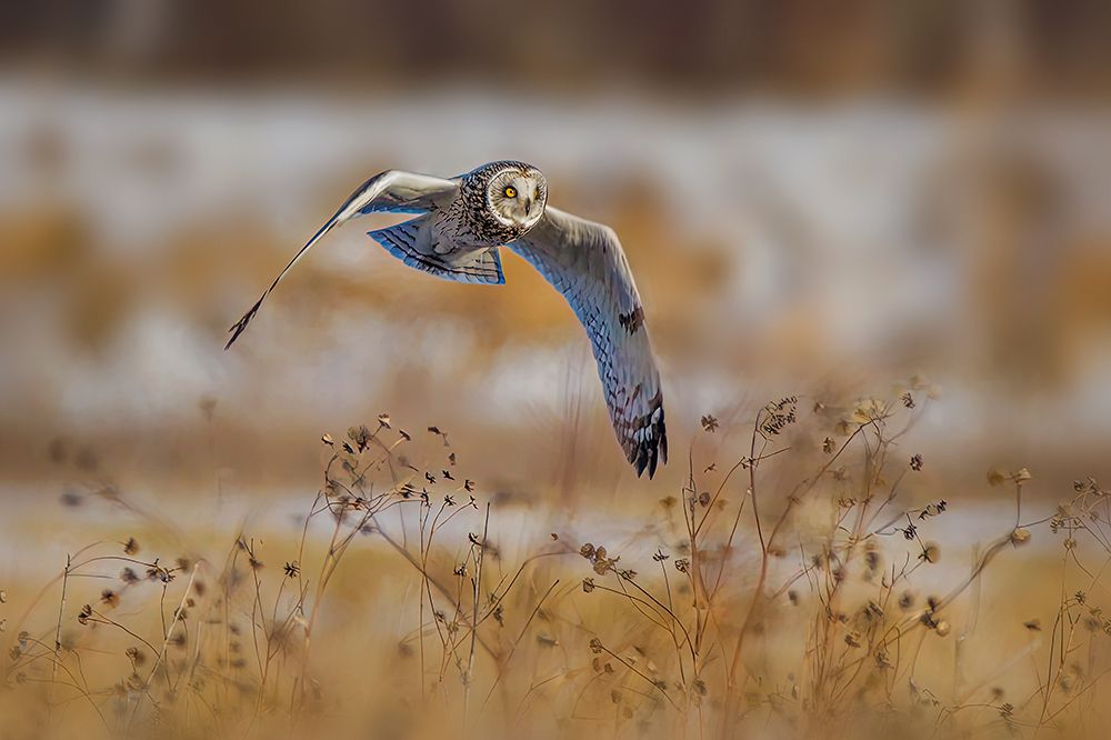 Short Eared Owl art print by Jian Xu for $57.95 CAD