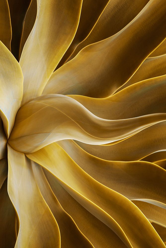 Golden art print by Robin Wechsler for $57.95 CAD