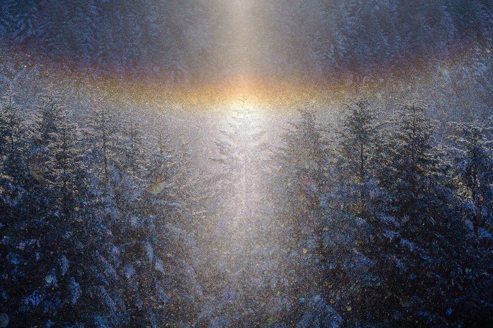 Winter Forest Sun Halo art print by Masahide Tsuchiya for $57.95 CAD