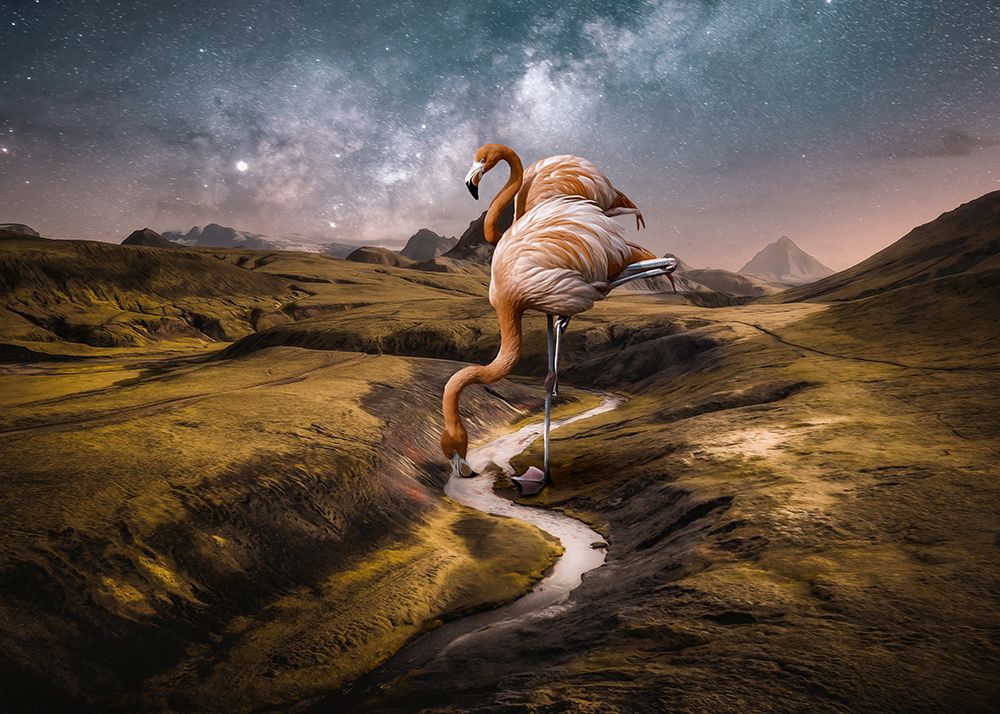 Flamingo Nr. 2 art print by Baard Martinussen for $57.95 CAD