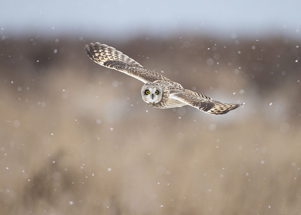 Flying With Snow art print by TonyXu for $57.95 CAD