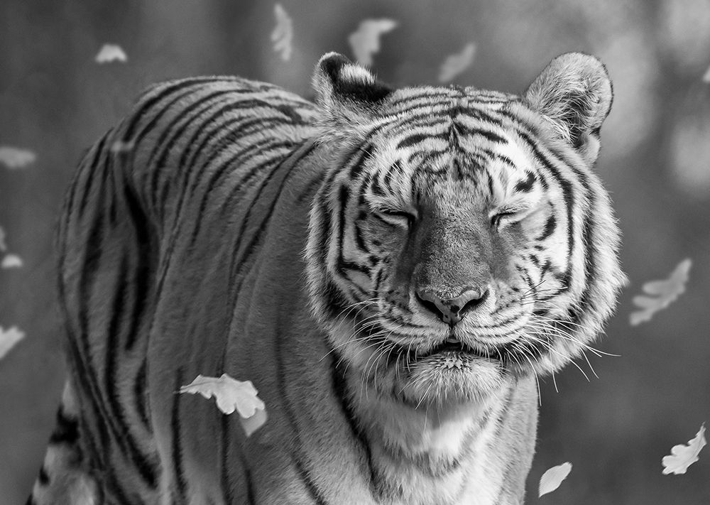 Tiger In The Motion art print by Ozan Aktas for $57.95 CAD