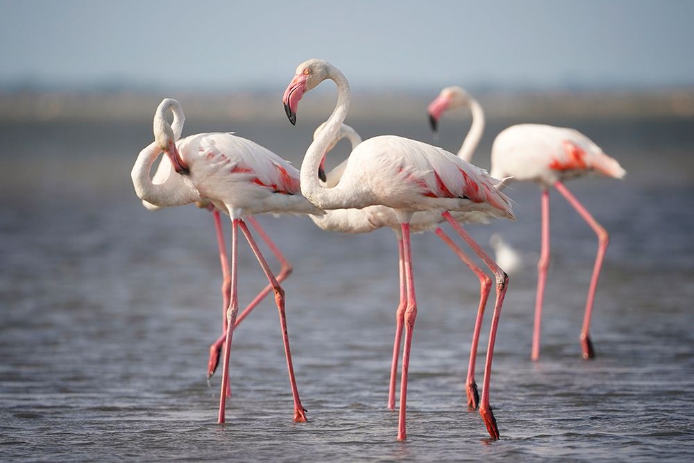 Flamingos From Provence art print by Bostjan Hribar for $57.95 CAD