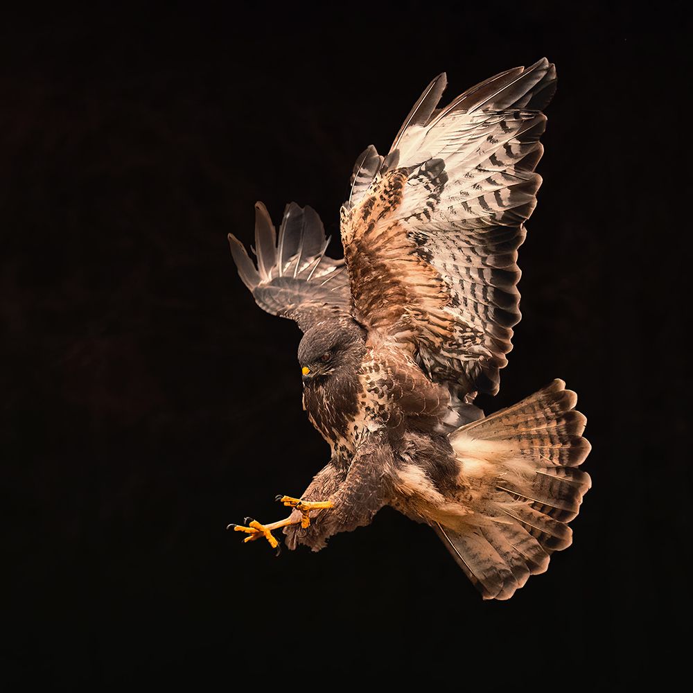 Buzzard Going For A Catch art print by Gert J ter for $57.95 CAD