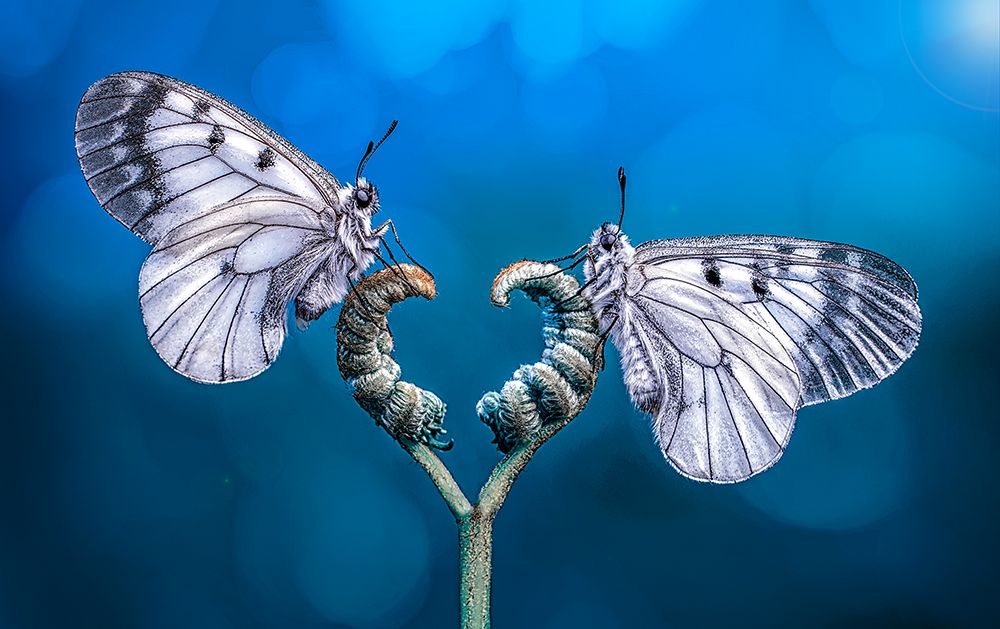 Angels art print by Mustafa Ozturk for $57.95 CAD