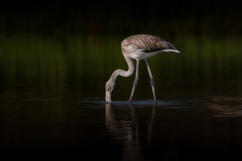 Greater Flamingo art print by Natalia Rublina for $57.95 CAD