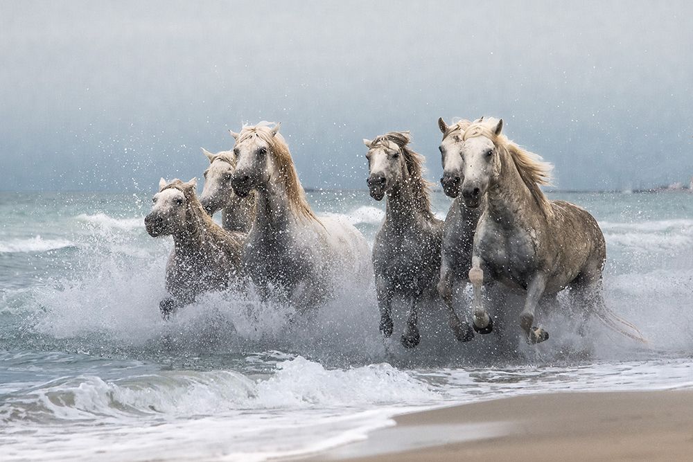 Wild Horses art print by Josko Simic for $57.95 CAD