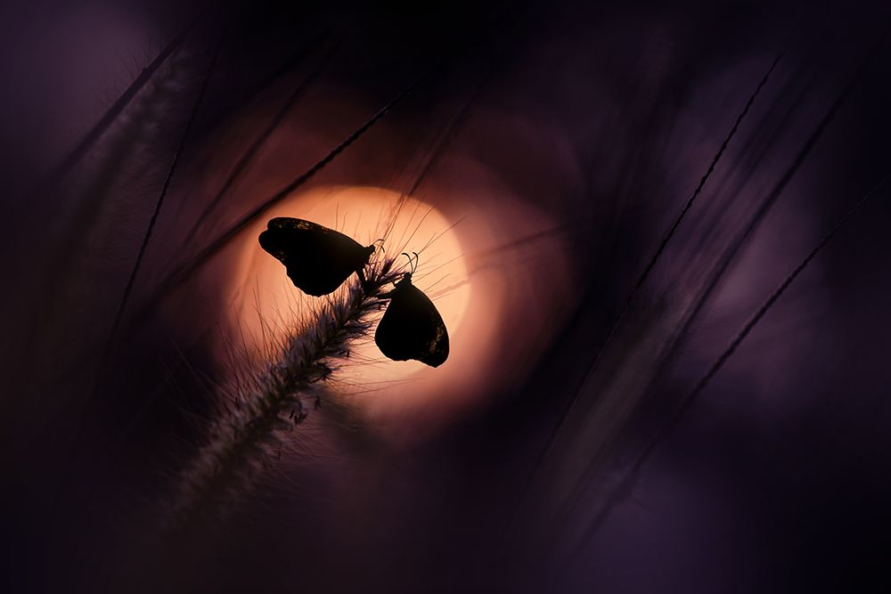 Twilight With You art print by Andri Priyadi for $57.95 CAD