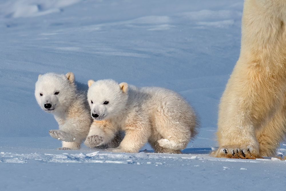 Two Polar Bear Cubs art print by Hung Tsui for $57.95 CAD