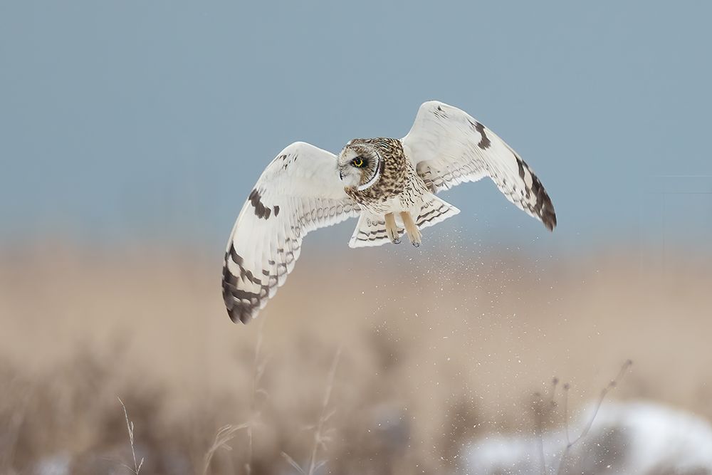 Short-Eared Owl art print by TonyXu for $57.95 CAD