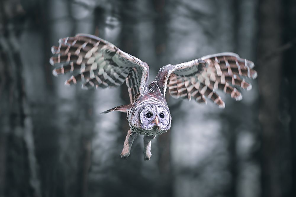 Attacking Mood art print by Rob Li for $57.95 CAD