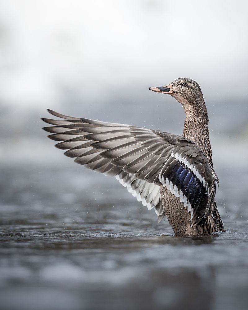 Female Mallard With Outstretched Wings art print by Magnus Renmyr for $57.95 CAD