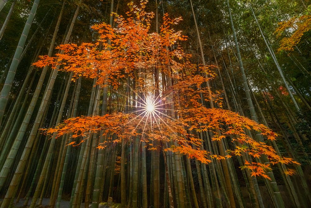 Ray Of The Sun art print by Lisa D. Tang for $57.95 CAD