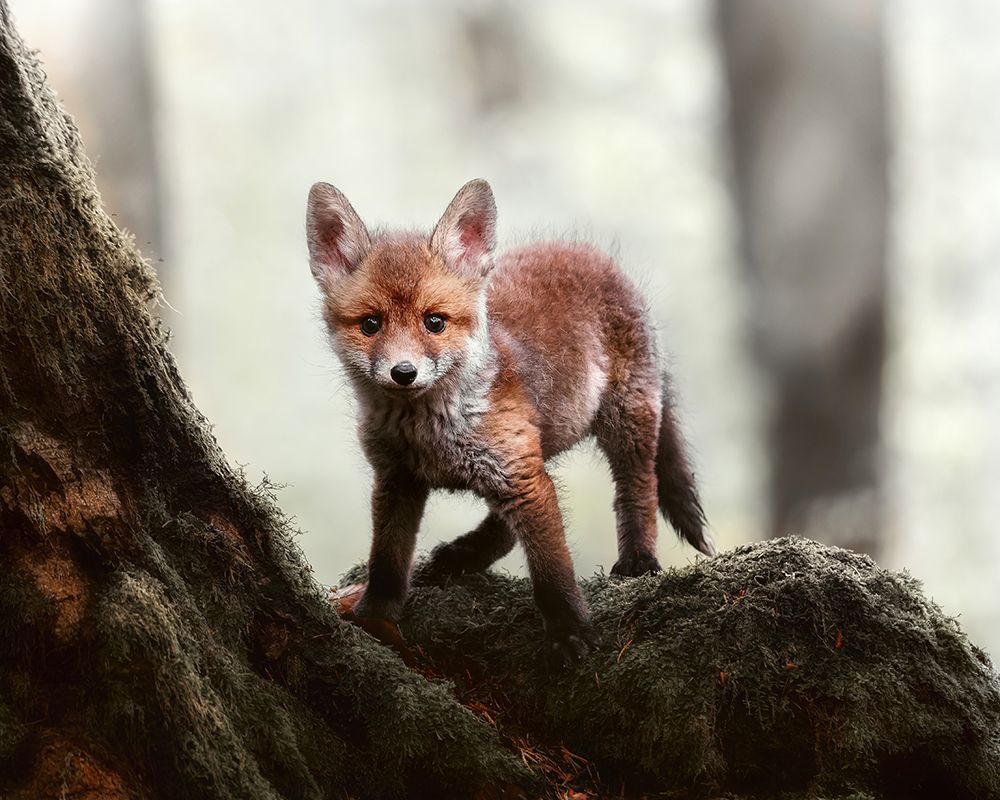 Little Red Fox art print by Michaela Firesova for $57.95 CAD