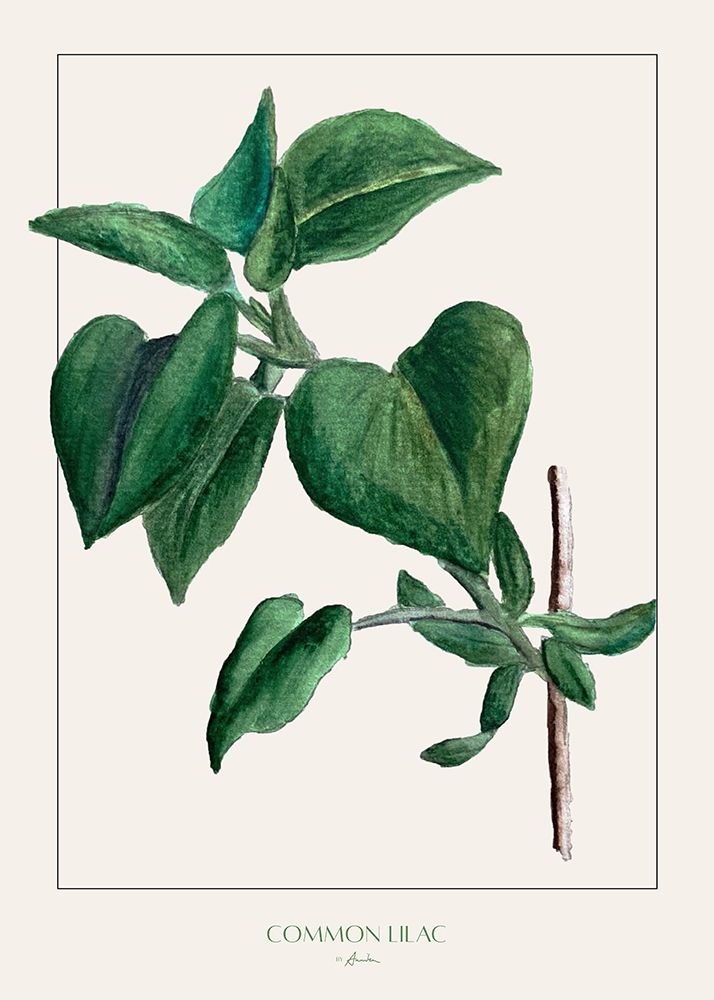 Common lilac art print by Annika John for $57.95 CAD