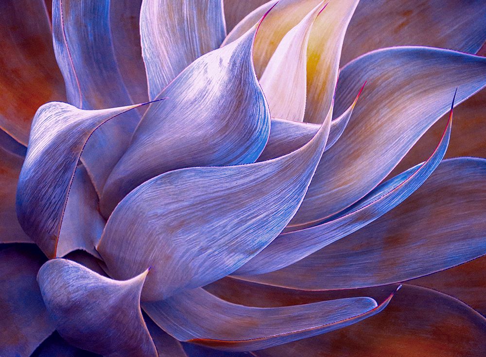 That Early Morning Violet Glow art print by Robin Wechsler for $57.95 CAD