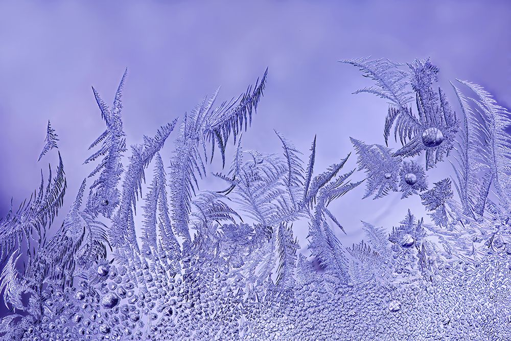 A Garden Of Frost art print by Lucie Gagnon for $57.95 CAD