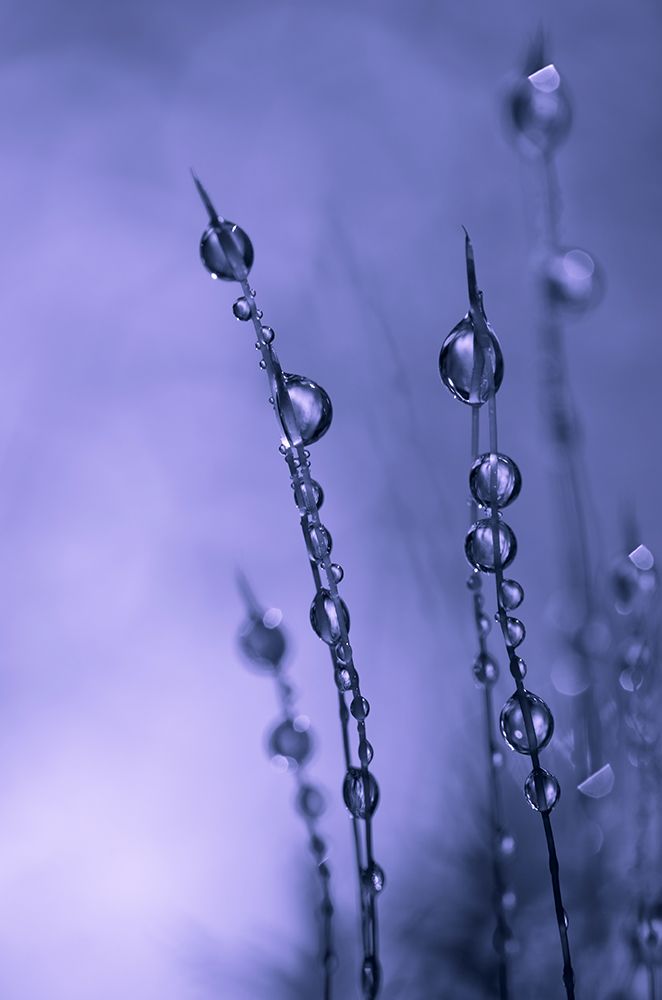 Drops of Silver art print by Bee Thalin for $57.95 CAD